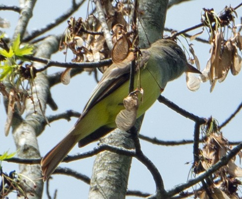 Great Crested Flycatcher - ML156757081