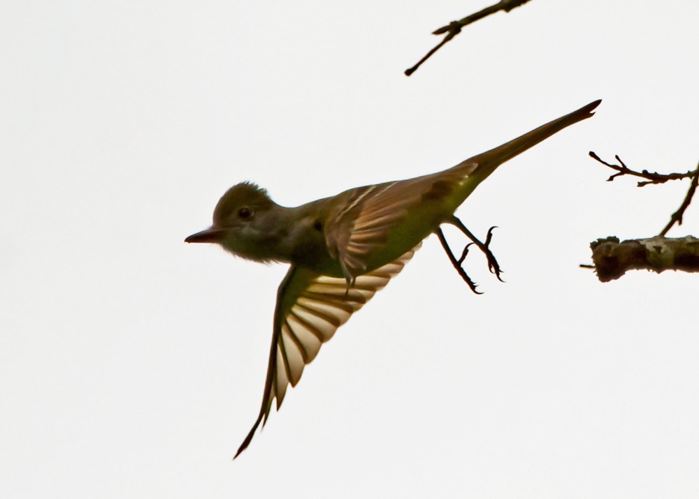 Great Crested Flycatcher - ML156757091