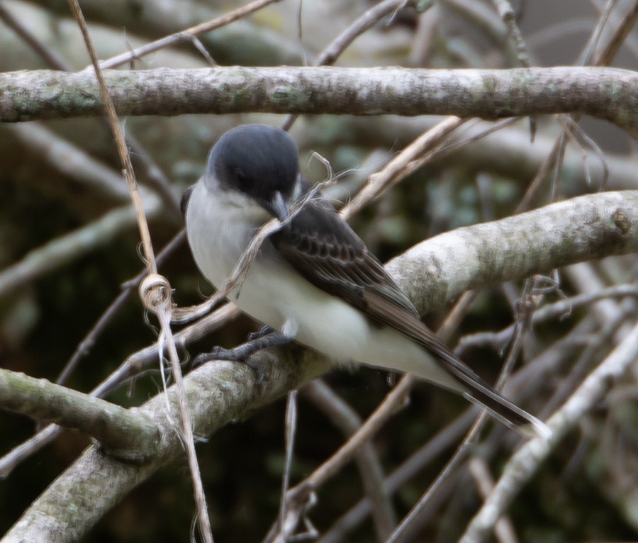 Eastern Kingbird - Jack and Shirley Foreman