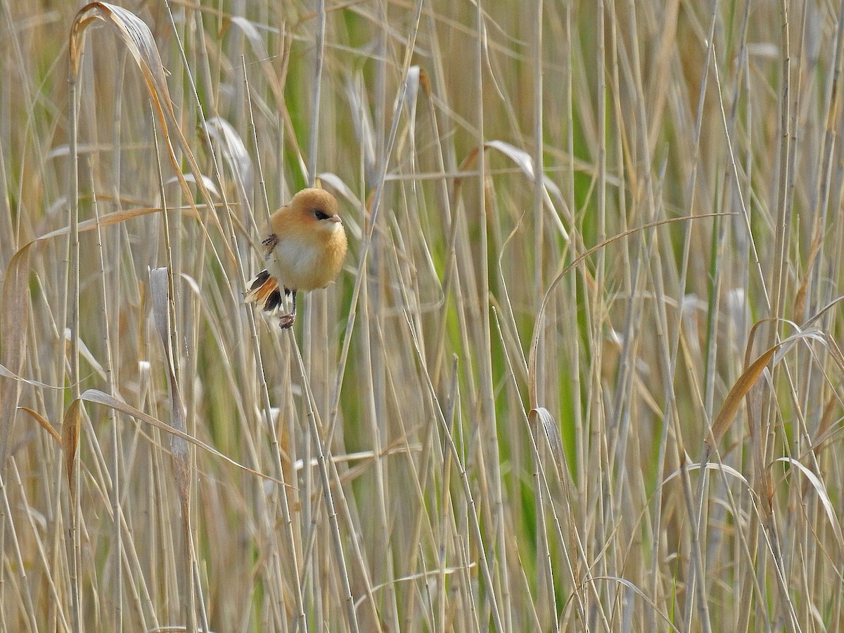 Bearded Reedling - ML156757241