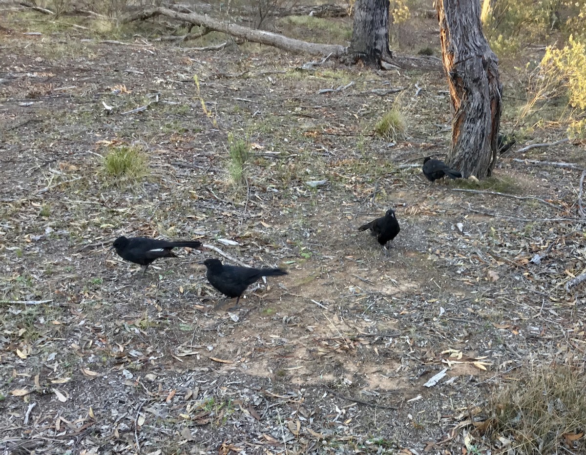 White-winged Chough - ML156759011