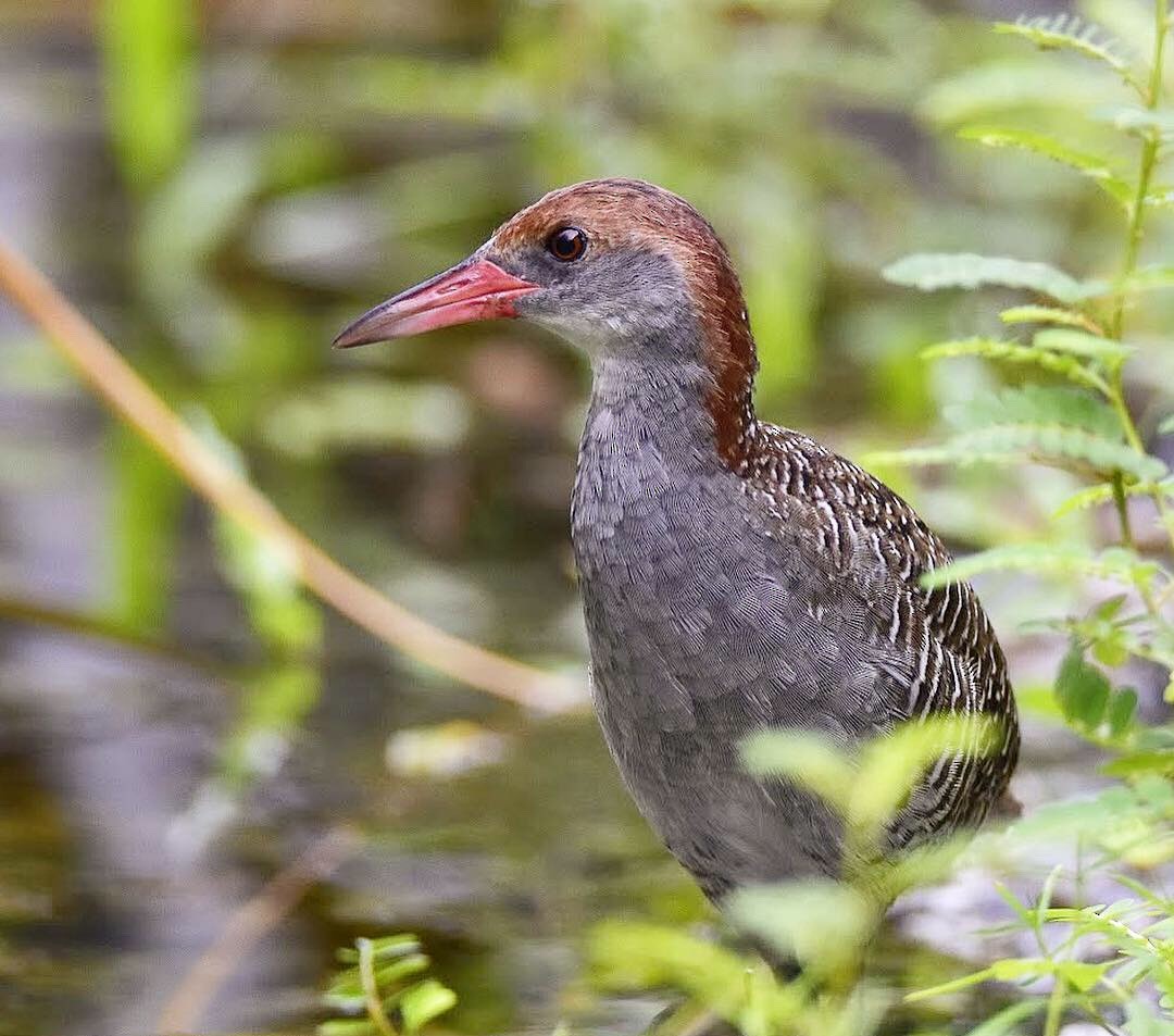 Slaty-breasted Rail - Norhafiani A Majid