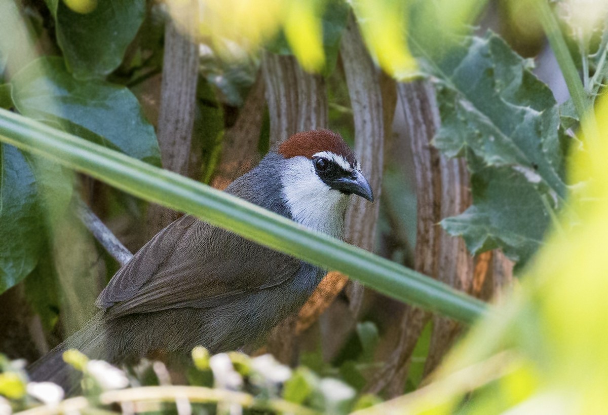 Chestnut-capped Babbler - ML156762211