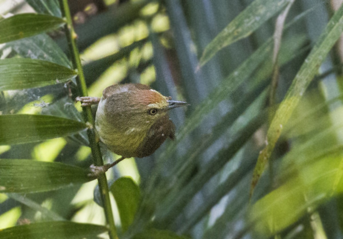 Pin-striped Tit-Babbler - Mukesh  Sehgal