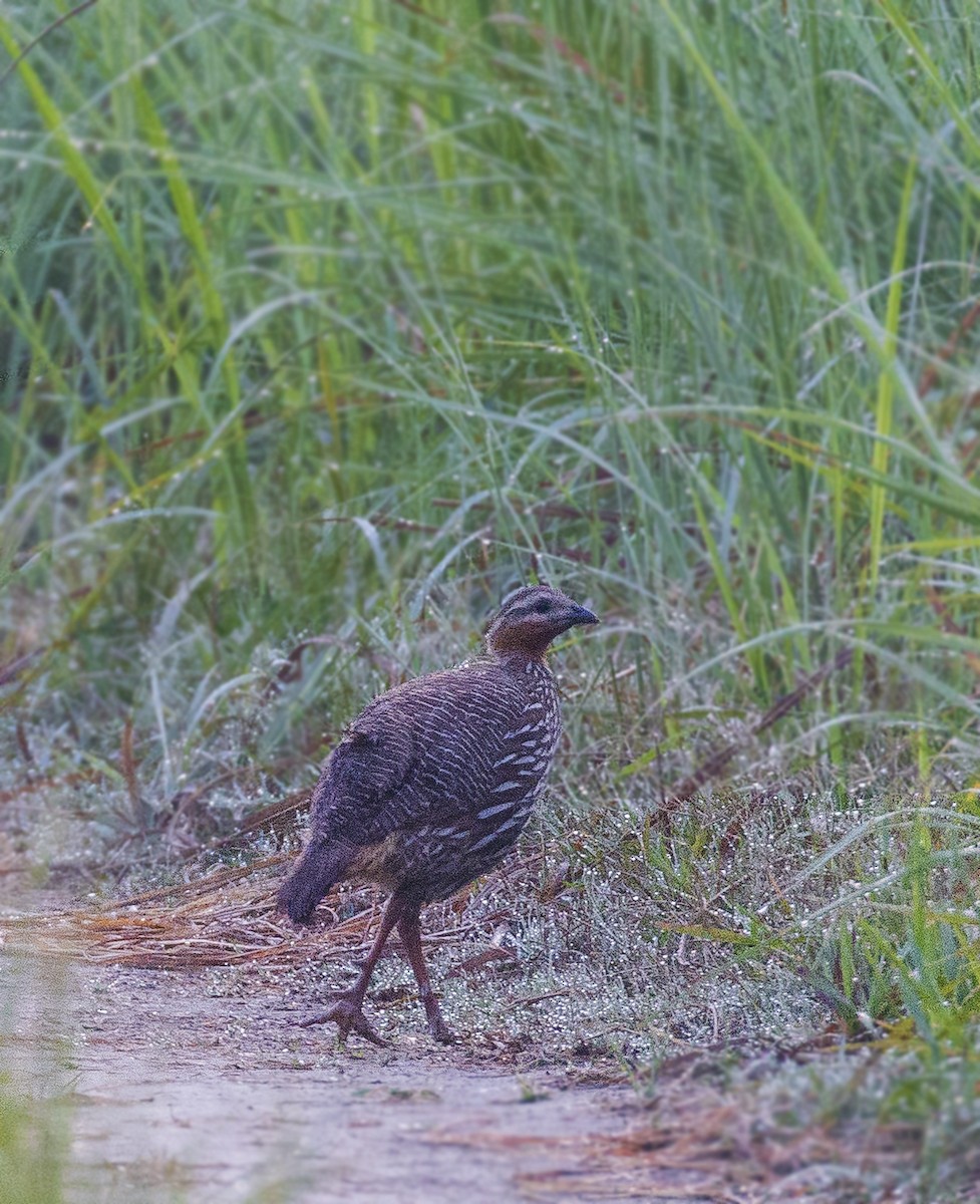 Swamp Francolin - ML156762251