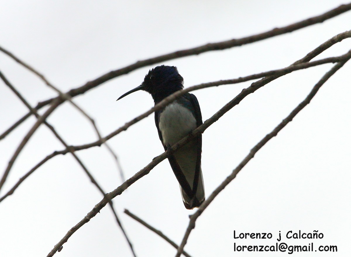 White-necked Jacobin - ML156762511