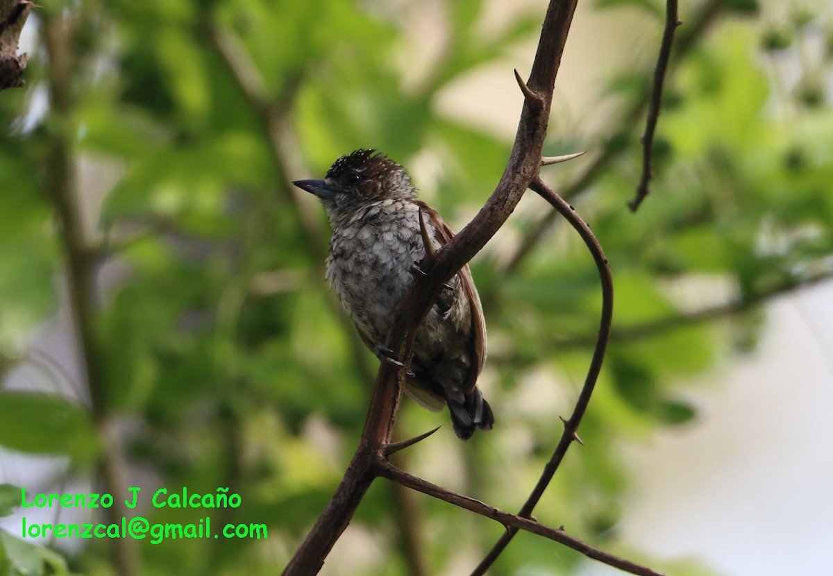 Scaled Piculet - Lorenzo Calcaño