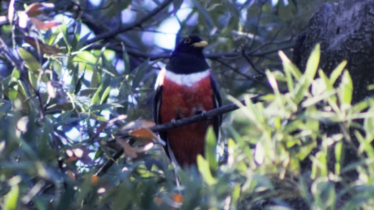 Coppery-tailed Trogon - ML156763091