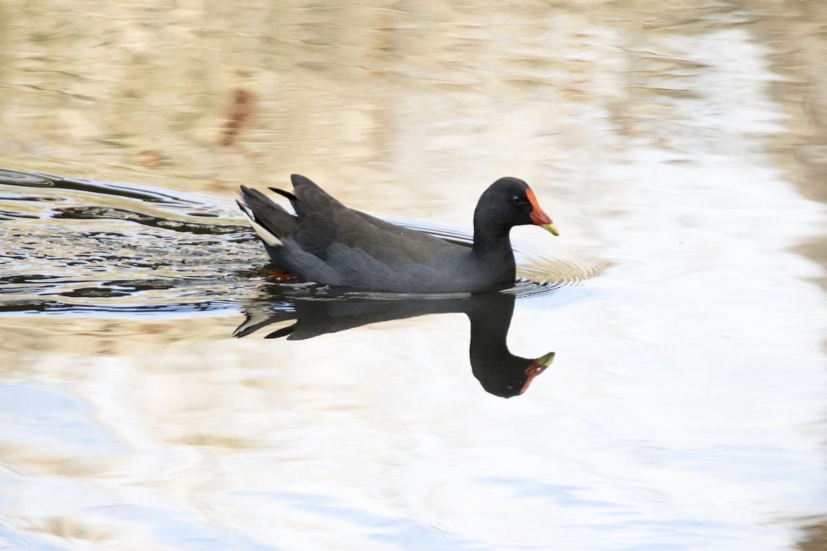 Dusky Moorhen - ML156763151