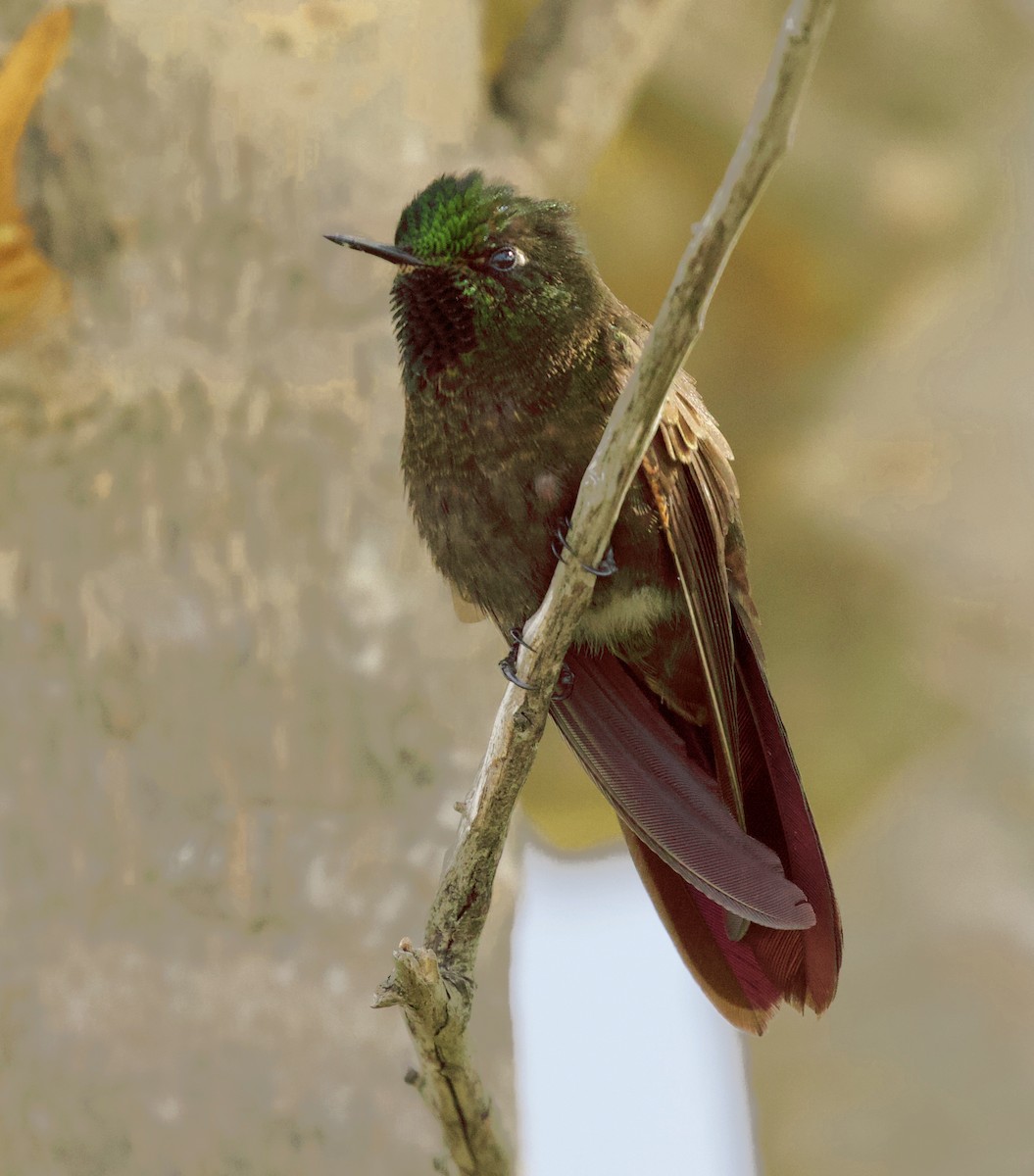 kolibřík perijský - ML156763201