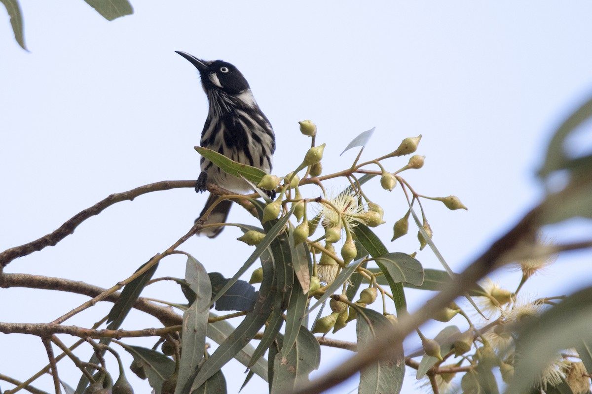 New Holland Honeyeater - ML156763211