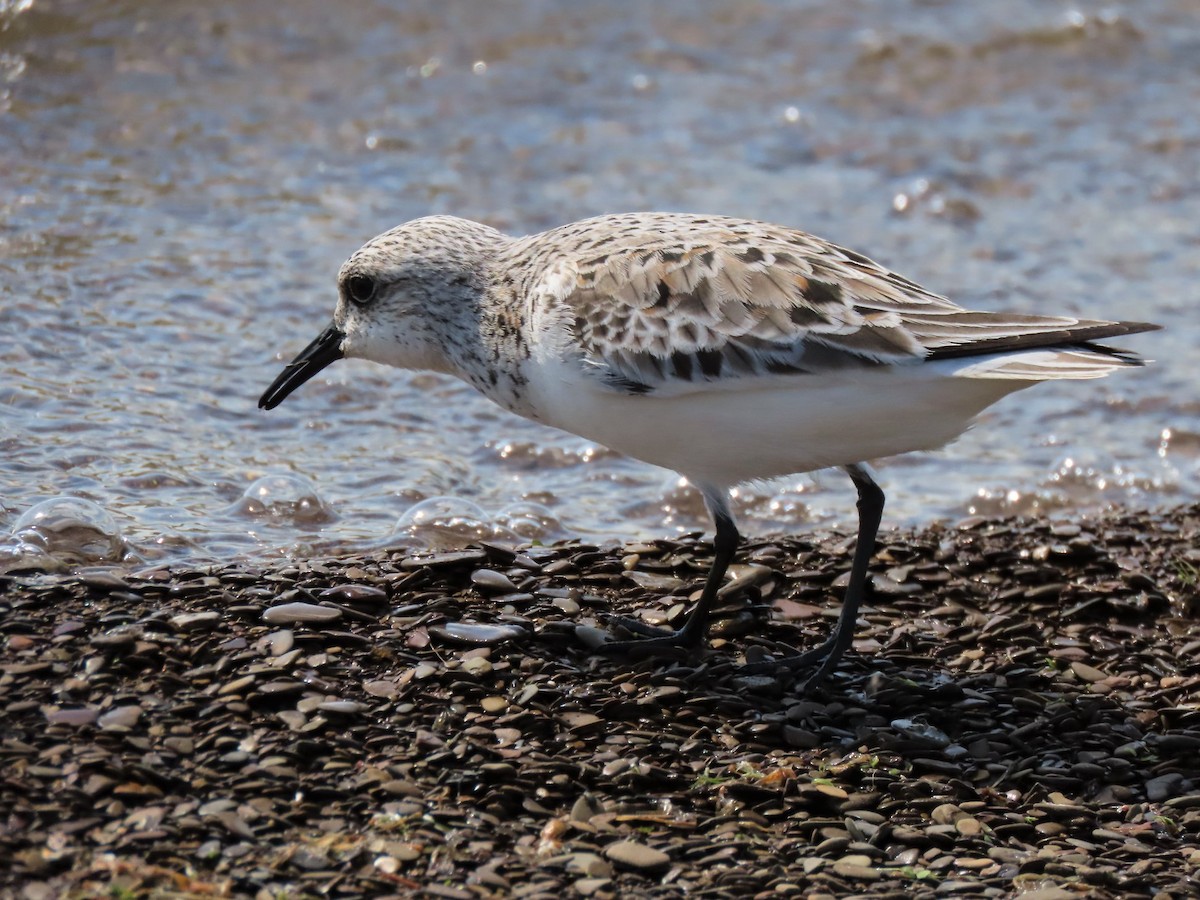 Semipalmated Sandpiper - ML156763221