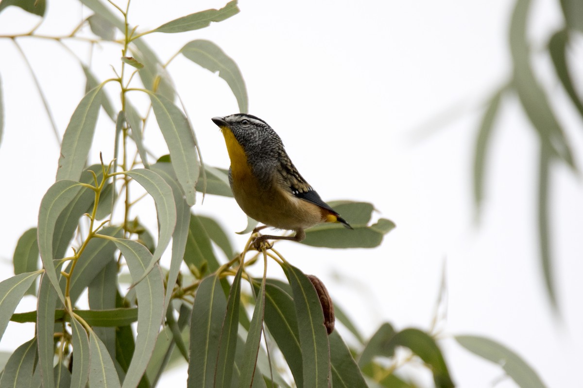 Spotted Pardalote - ML156763241
