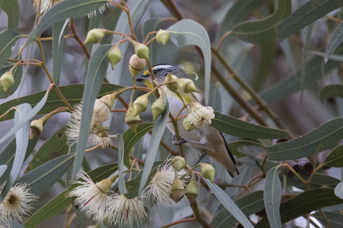 Striated Pardalote - ML156763251
