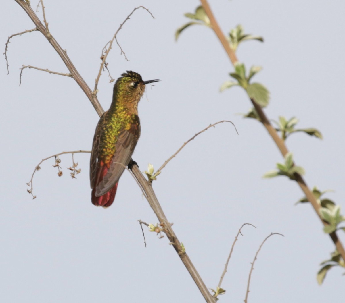 kolibřík perijský - ML156763301