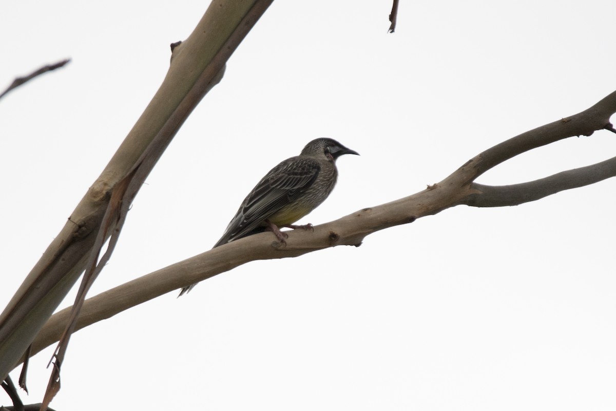 Red Wattlebird - ML156763411