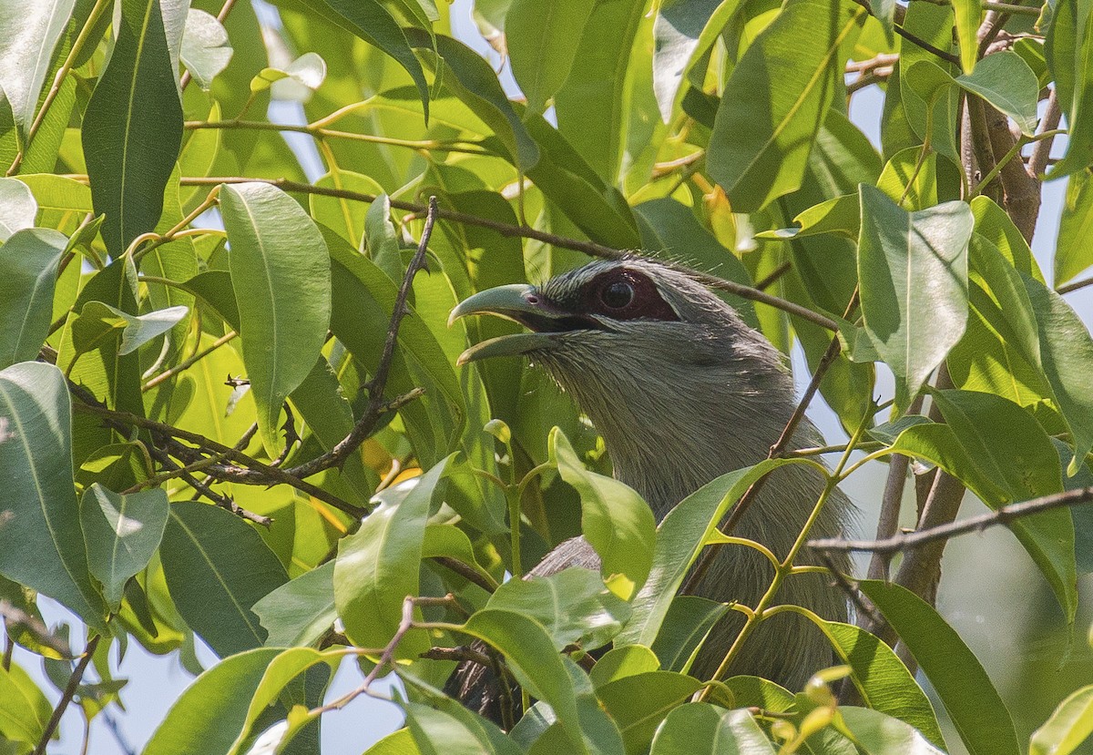 Green-billed Malkoha - Mukesh  Sehgal