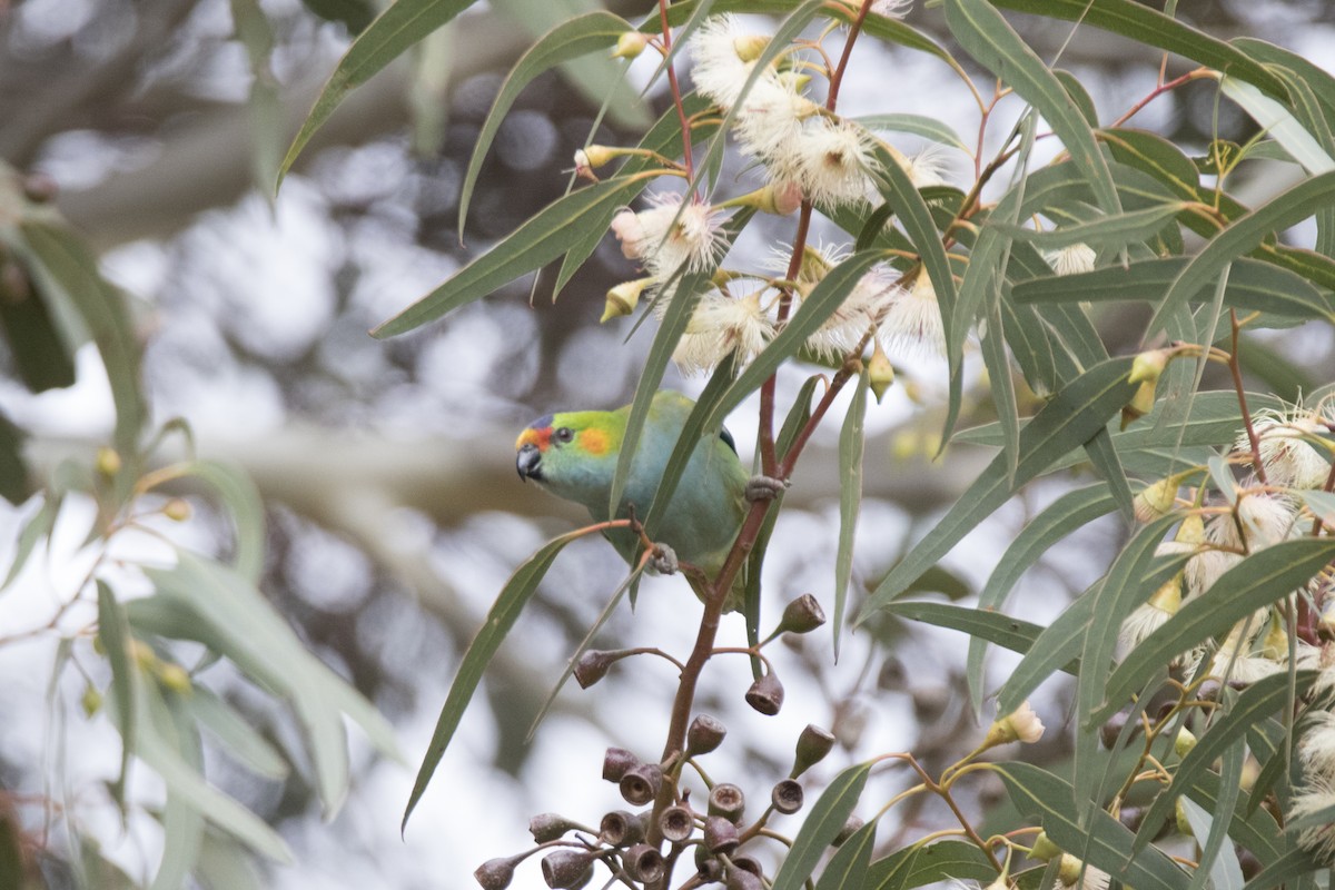 Purple-crowned Lorikeet - ML156763511