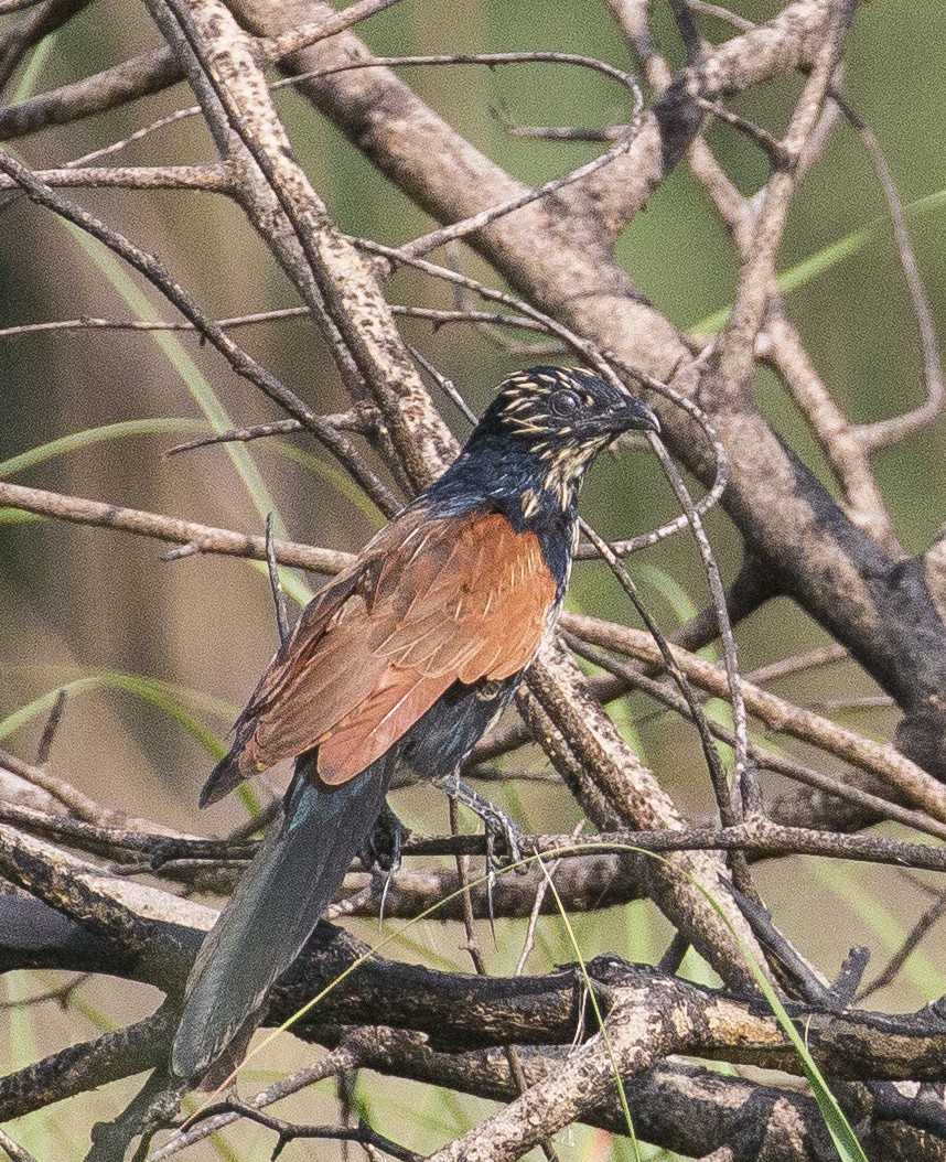 Lesser Coucal - ML156763751