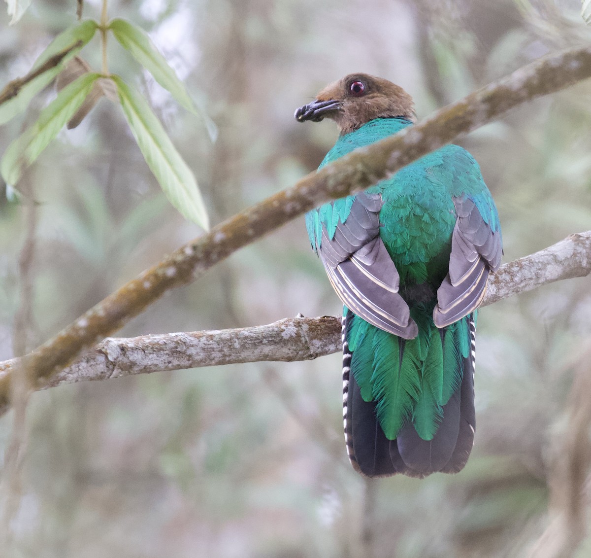 Crested Quetzal - ML156763991