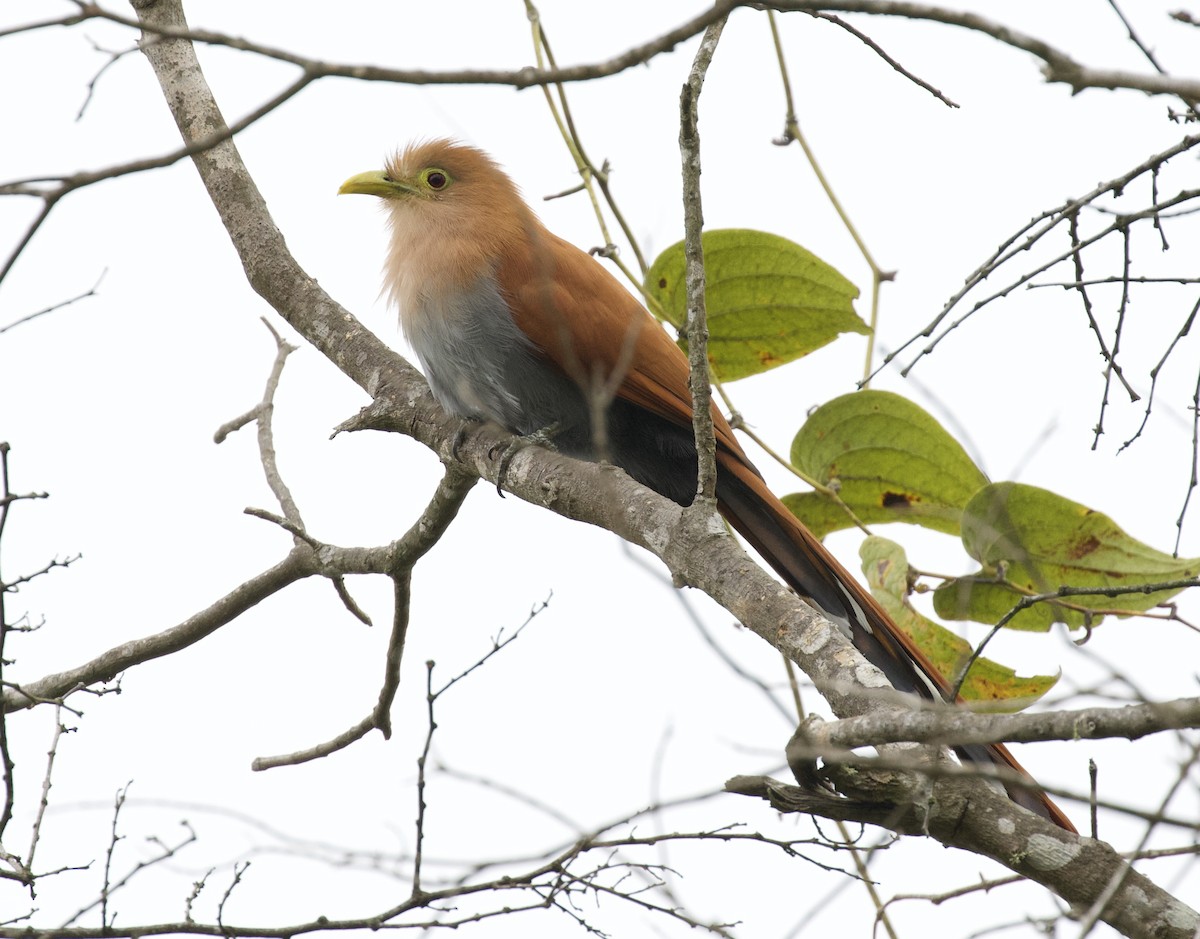 Squirrel Cuckoo - ML156764161