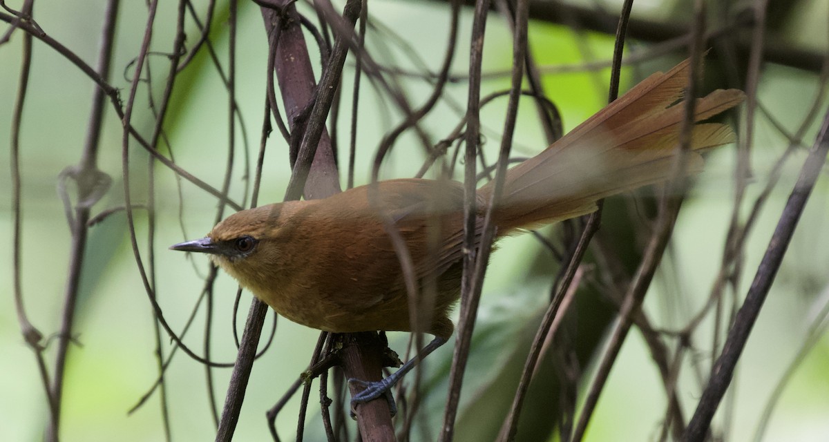 Rufous Spinetail (munoztebari) - David Ascanio