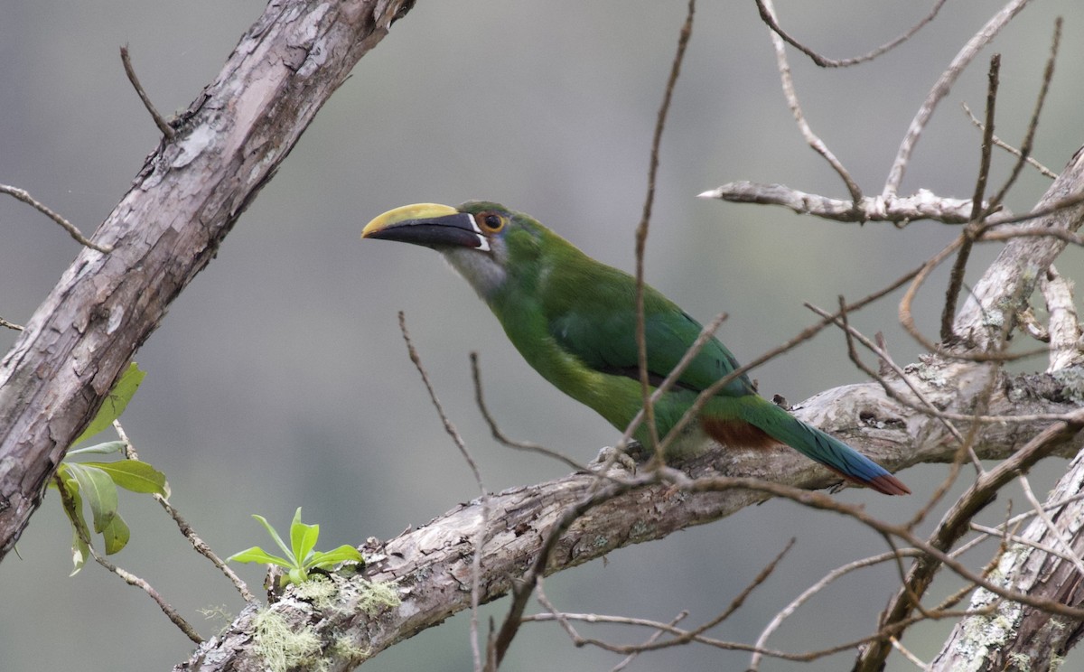 Southern Emerald-Toucanet (Andean) - ML156764351