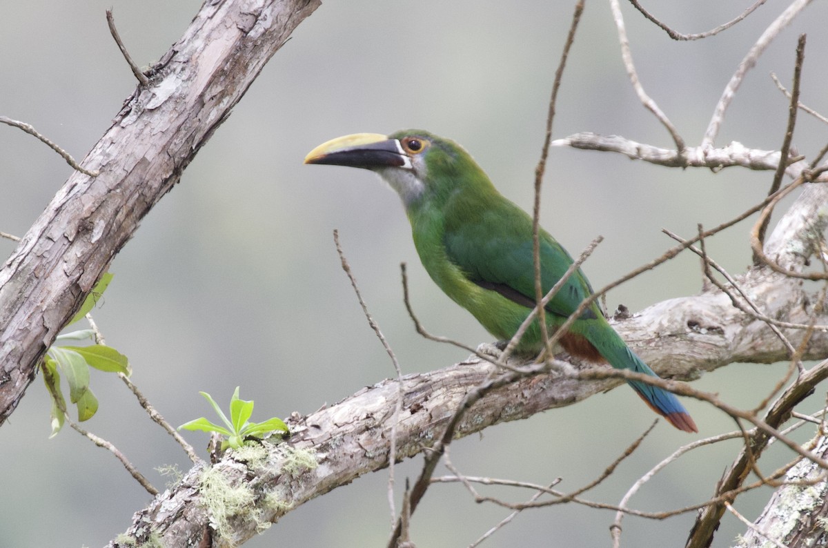 Southern Emerald-Toucanet (Andean) - ML156764361