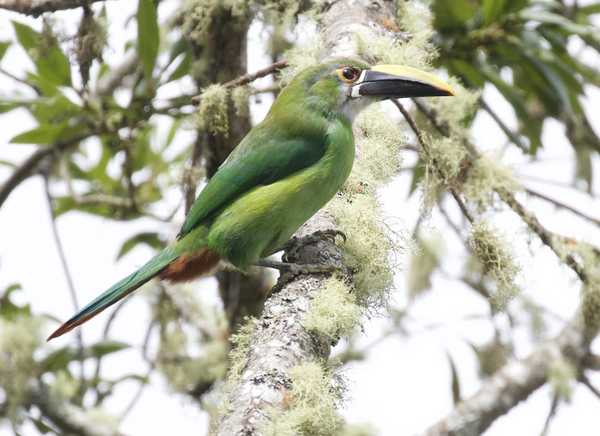 Southern Emerald-Toucanet (Andean) - ML156764371
