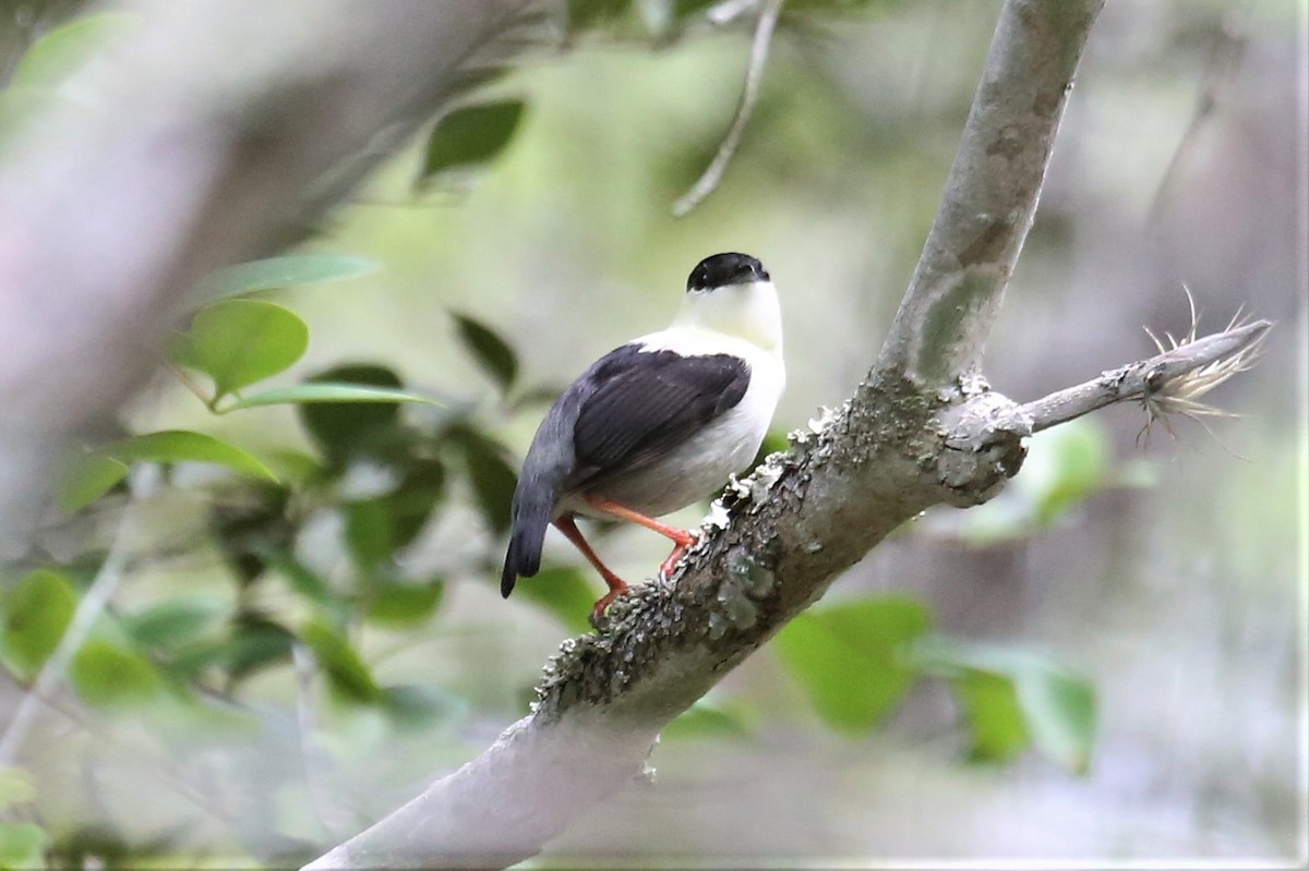 White-bearded Manakin - Charles Davies