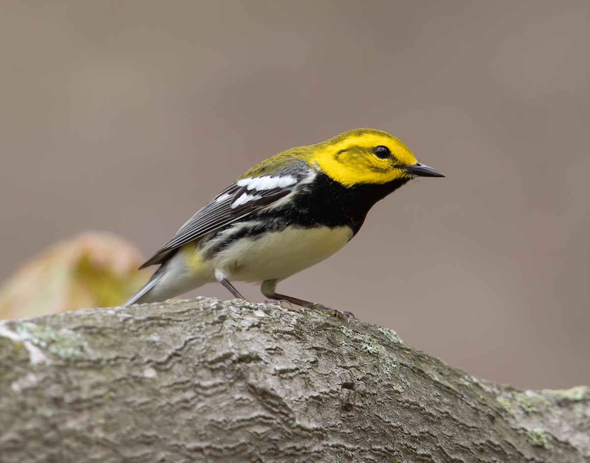 Black-throated Green Warbler - Matt Reynolds