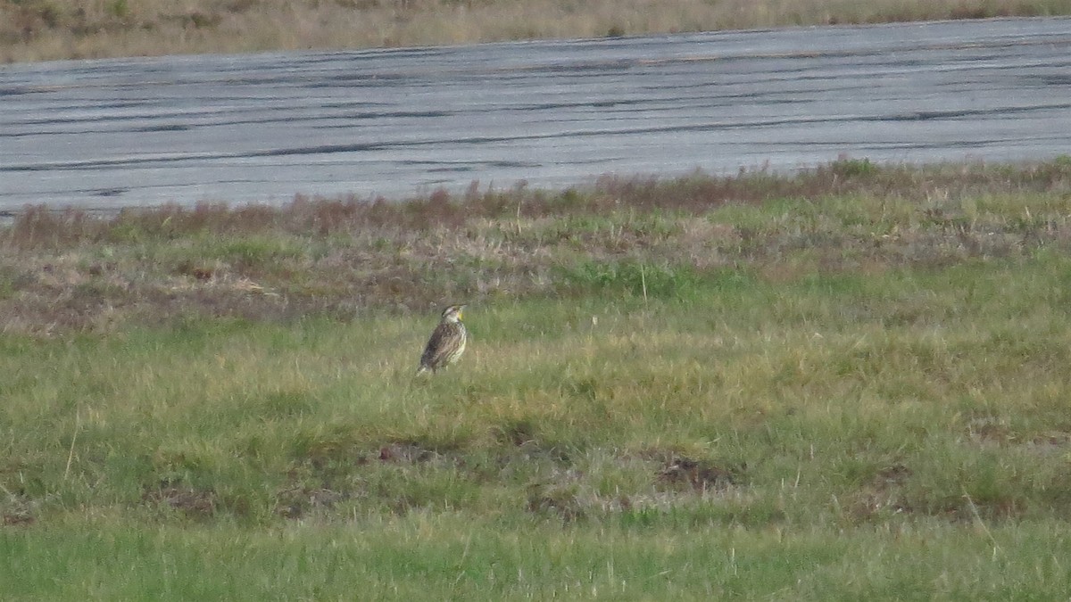 Eastern Meadowlark - Tom Pirro