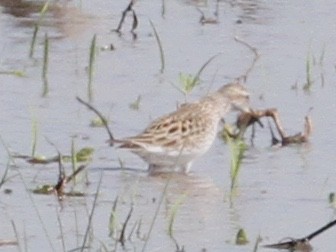 White-rumped Sandpiper - ML156767701