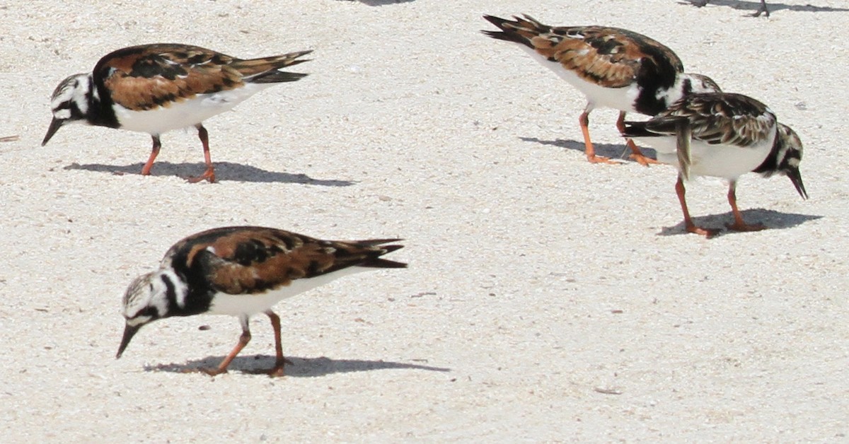 Ruddy Turnstone - ML156768341