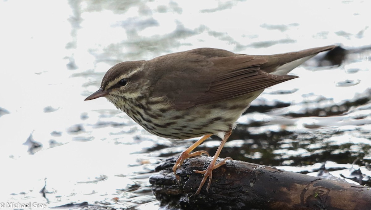 Northern Waterthrush - Michael Gray