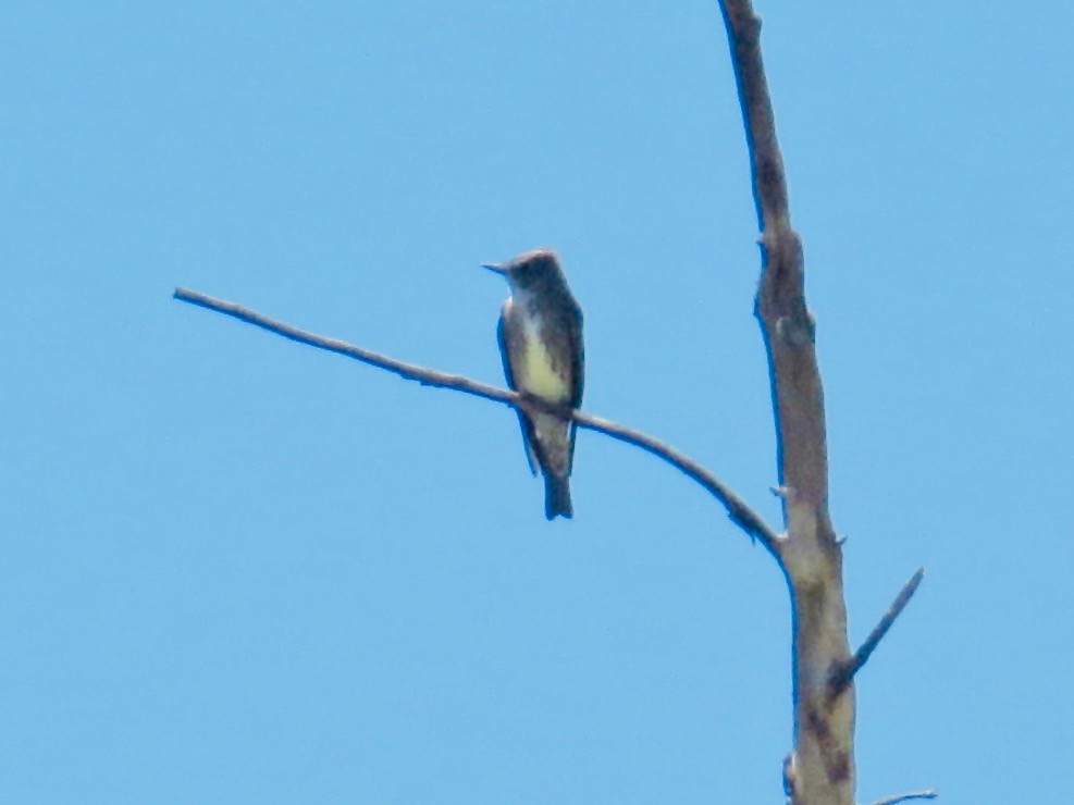 Olive-sided Flycatcher - ML156768391