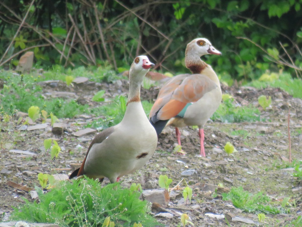 Egyptian Goose - ML156769271