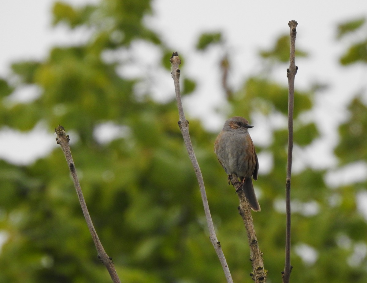 Dunnock - ML156770631