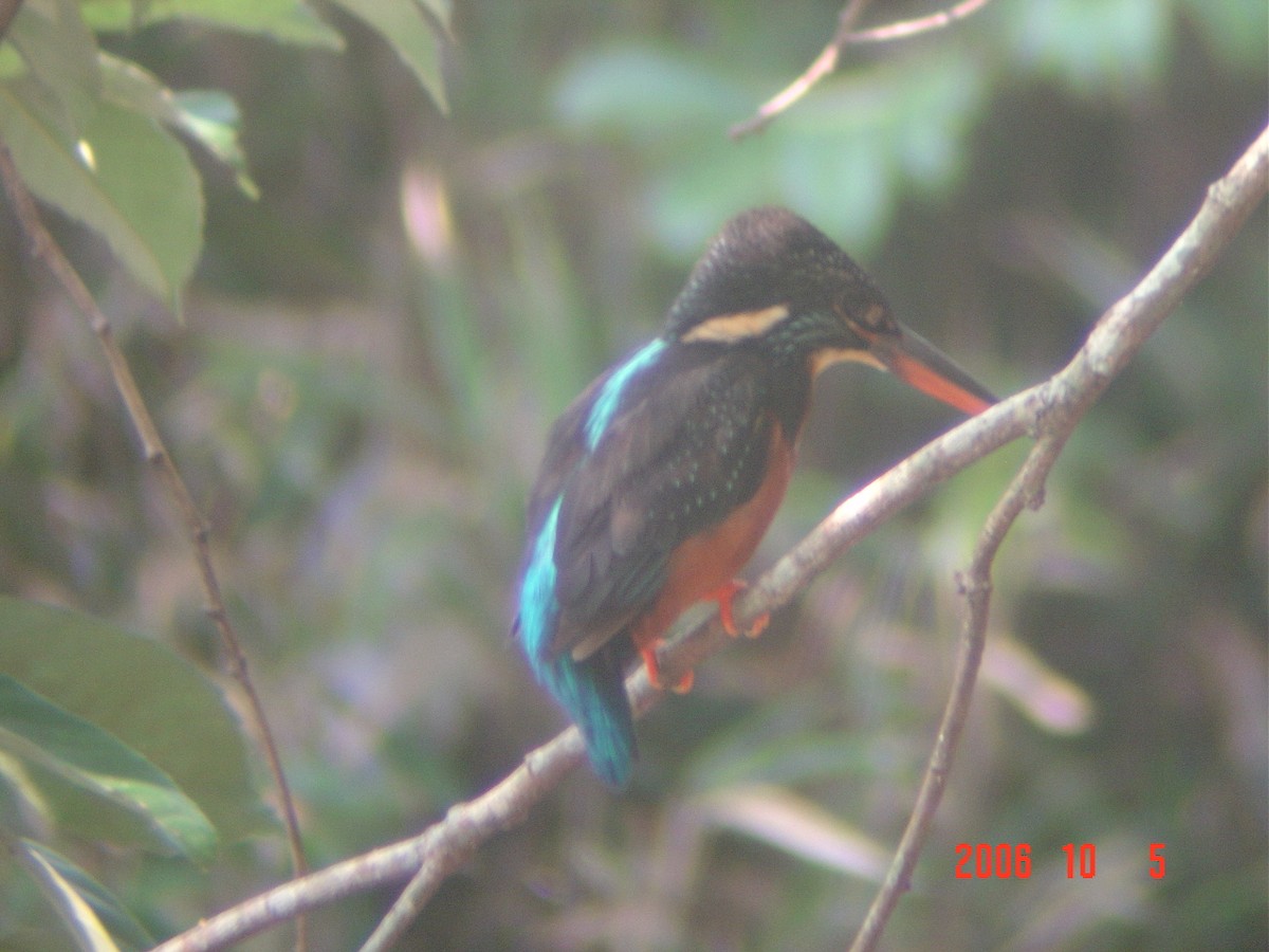 Blyth's Kingfisher - ML156772201