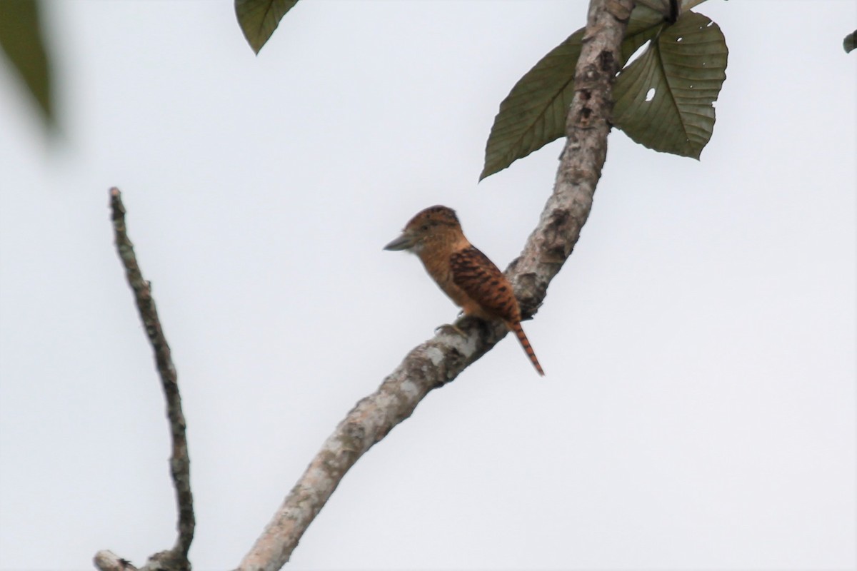 Barred Puffbird - ML156772701