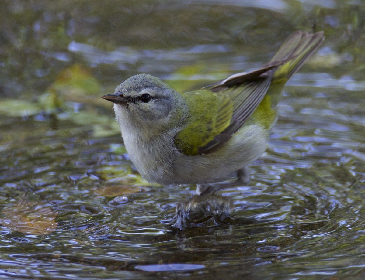 Tennessee Warbler - Dave Allen