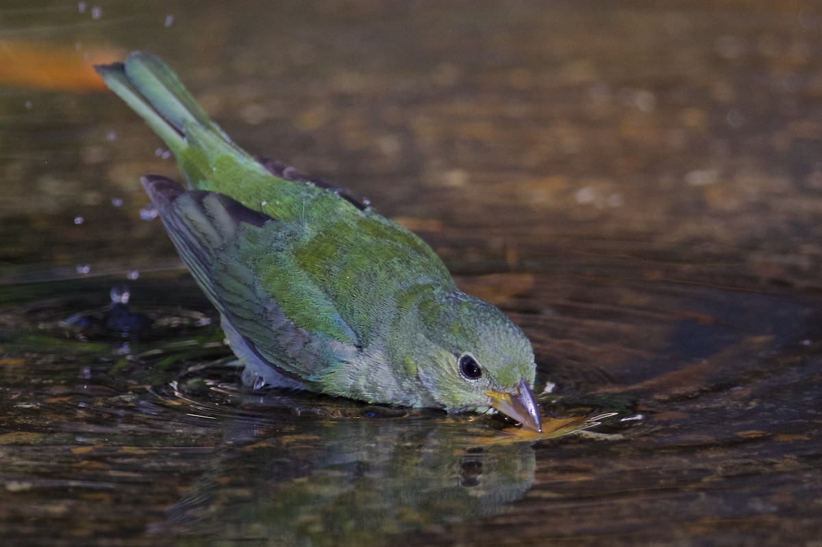 Painted Bunting - ML156774101