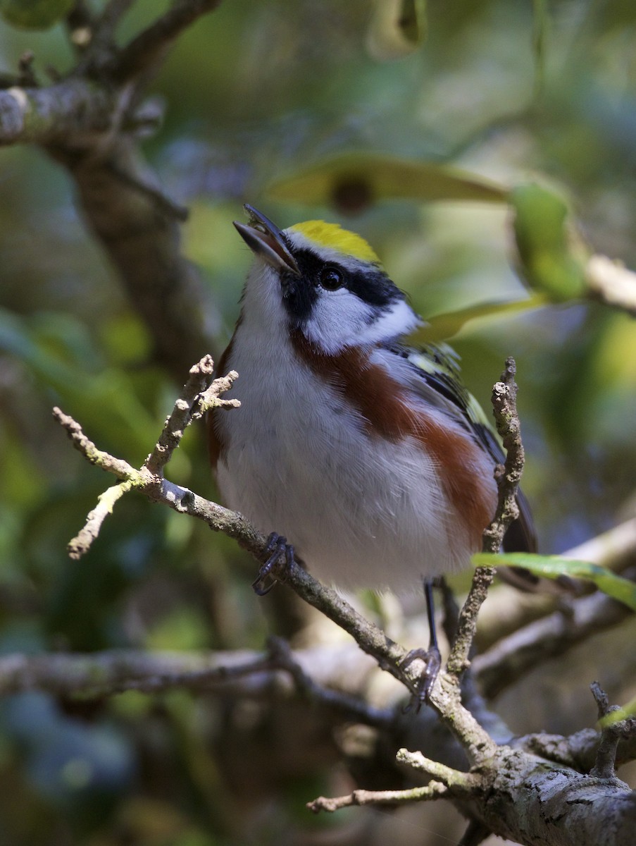 Chestnut-sided Warbler - ML156774161