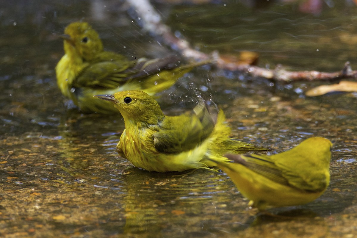 Yellow Warbler - ML156774171