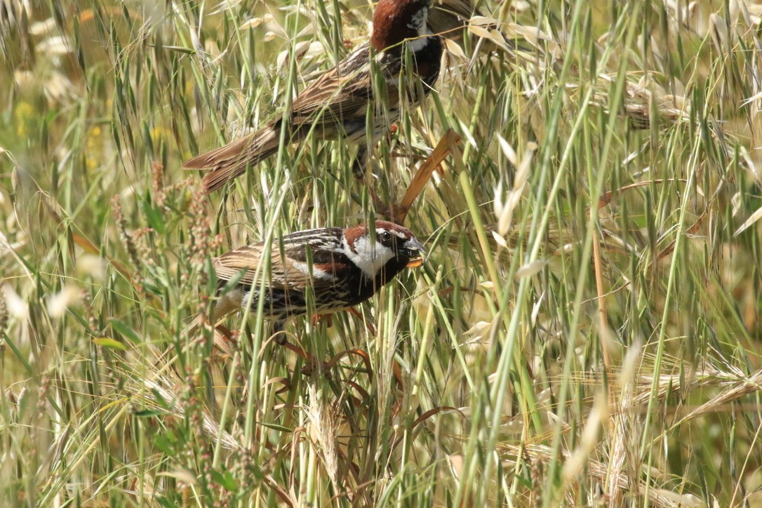 Spanish Sparrow - ML156775091