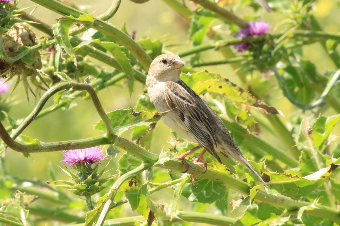 Moineau espagnol - ML156775131