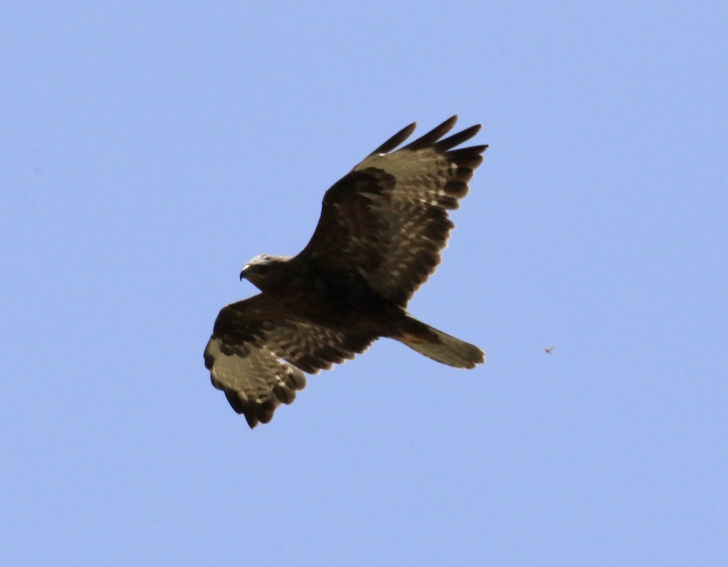 Long-legged Buzzard - ML156775541