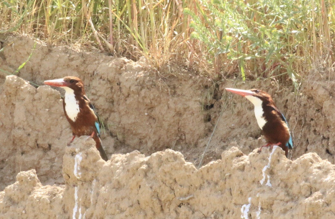 White-throated Kingfisher - ML156775861