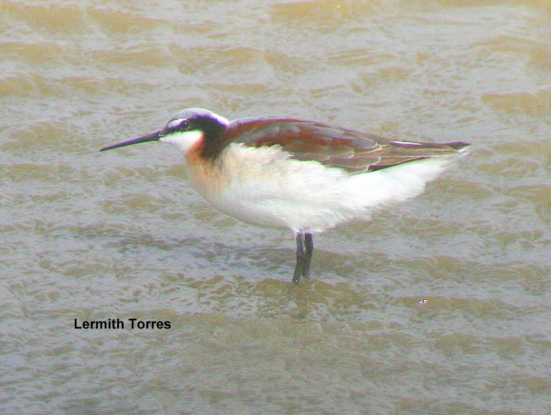 Wilson's Phalarope - Lermith Torres