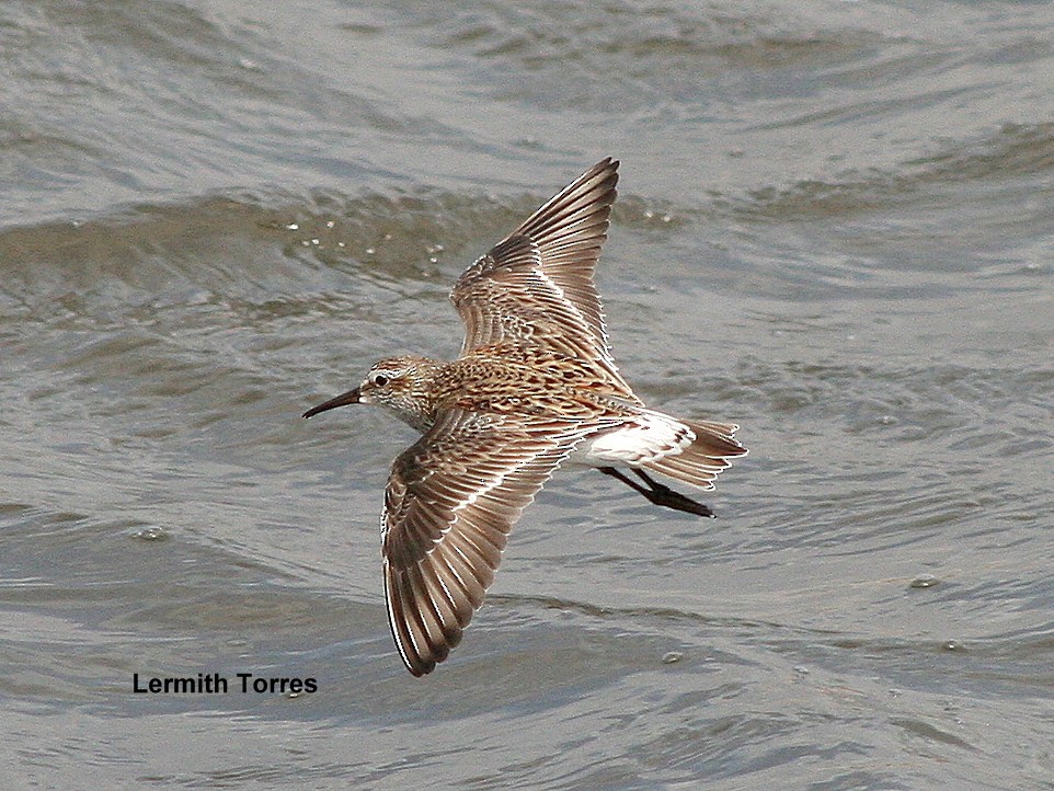 White-rumped Sandpiper - Lermith Torres